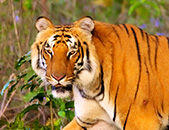 Wildlife Sanctuary